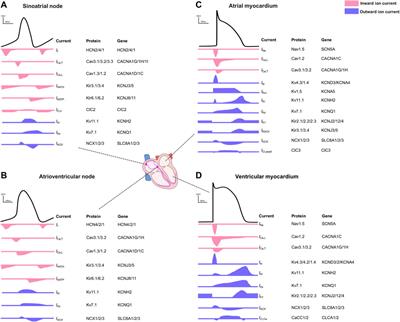 Cardiac Macrophages and Their Effects on Arrhythmogenesis